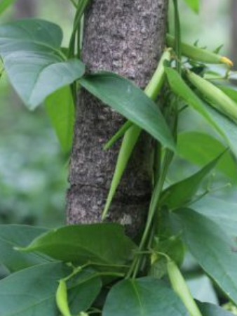 Dog Strangling Vine