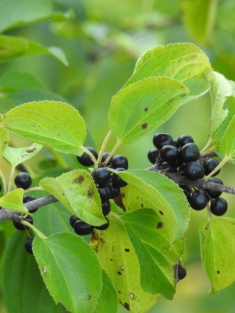 European Buckthorn