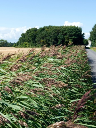 Phragmites
