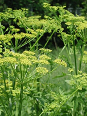 Wild Parsnip